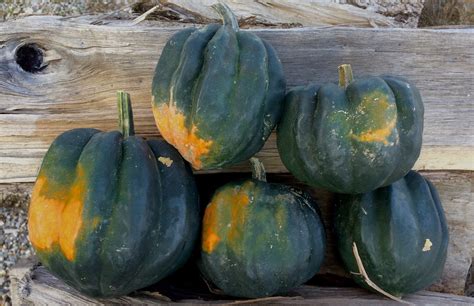 Roasted Acorn Squash — Carriage House Farm