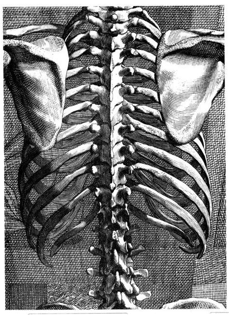 Serratus posterior superior and inferior these pictures of this page are about:back rib cage anatomy. 22 best Relevant Anatomy Of Pelvis And Spine images on ...