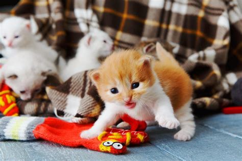 Diskutiere baby katzen im aufzucht von kitten forum im bereich katzenaufzucht und zucht; Babykatzen kaufen - Smart-Animals