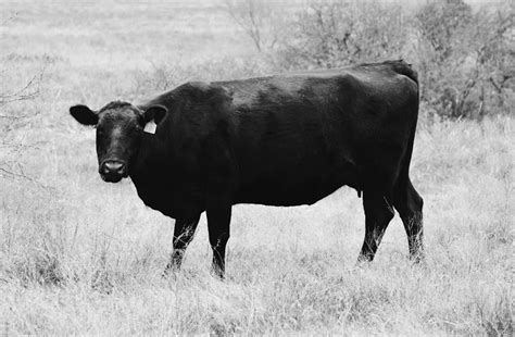 Pretty Black Angus Cow In Pasture Photograph By Gaby Ethington Pixels