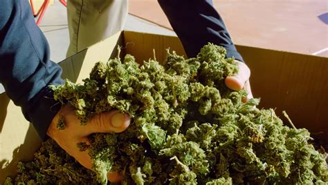 Top 5 High Yielding Cannabis Autoflowering Strains 2020 Fast Buds