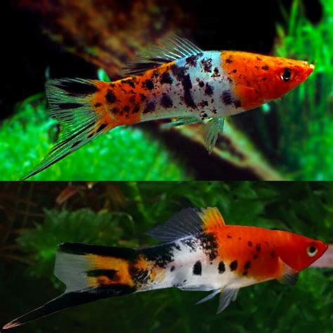 Swordtails Tricolour Koi Swordtail Xiphophorus Hellerii 5cm