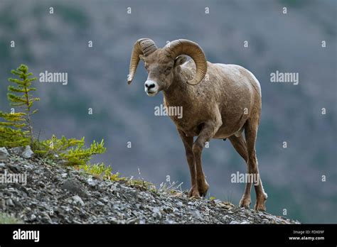 Bighorn Sheep Jasper National Park Canada Hi Res Stock Photography And