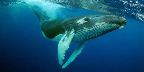 Free Photo Humpback Whale Animal Surface Newfoundlandandl Free