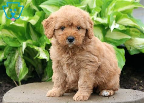 The miniature goldendoodle is not a purebred dog. Buttercup | Goldendoodle - Miniature Puppy For Sale ...