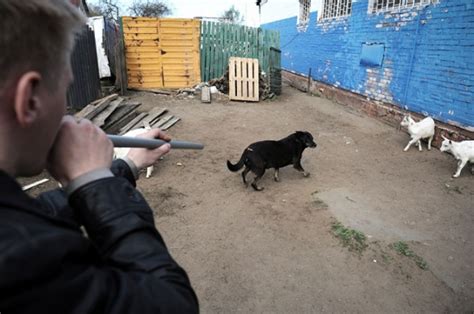 В Дагестане после гибели девочки устроили массовый отстрел собак 1777ru