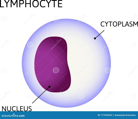 Lymphocytes Cell Diagram