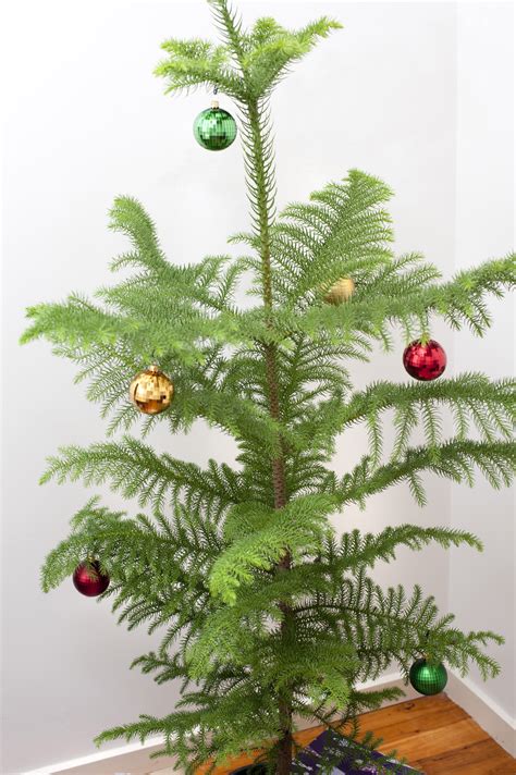 Free Stock Photo 8667 Real Christmas Tree With Colourful Baubles