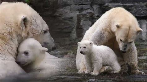 Las Imágenes Más Tiernas De La Nueva Cría De Oso Polar En Berlín