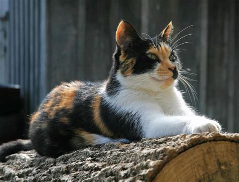 Types Of Calico Cats