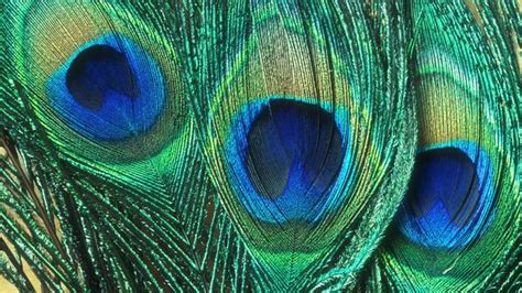 BBC - Earth - Peacocks' tails make noises too low for humans to hear