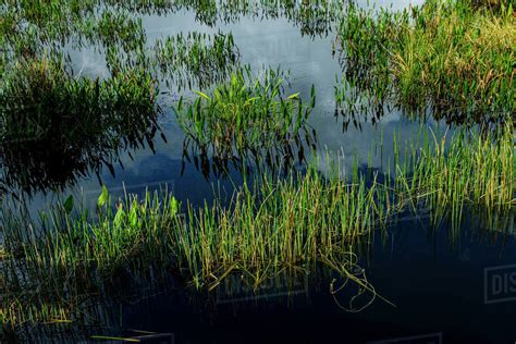 Grass In Lake Stock Photo Dissolve