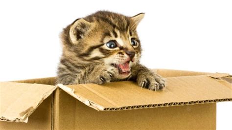 Why Do Cats Love Boxes So Much Iflscience