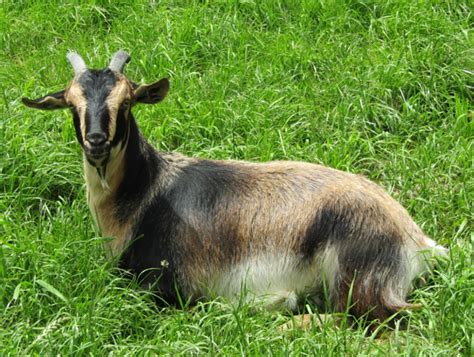 Arapawa Goats Gallery