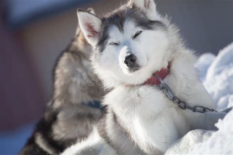 Husky Sled Dogs Stock Photo Image Of Sled Cold Animal 4708348
