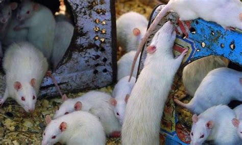 Rat people of pakistan cage. Child killed by rat-bite in Peshawar - Pakistan - DAWN.COM