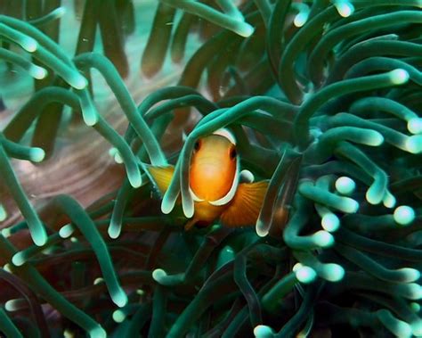 Back To The Underwater World Anemonefish Clownfish In In Flickr
