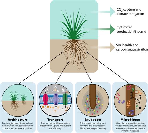 Bioenergy Underground Challenges And Opportunities For Phenotyping
