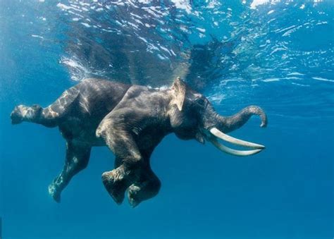 Watching An Elephant Swim In The Andaman Sea Is Absolutely Magical