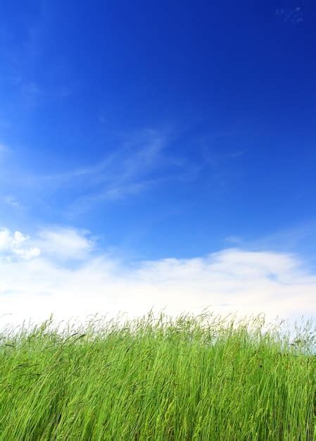 Premium Photo Green Grass Under Blue Sky
