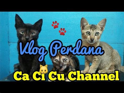 Video hiburan youtube yang ringan, lucu, dan unik. Kucing Lucu Joget / Kodok dan kucing joget - YouTube ...