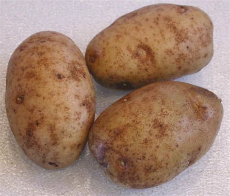 Molds are a large and taxonomically diverse number of fungal species in which the growth of hyphae. Potatoes, White - Ingredients Descriptions and Photos - An ...