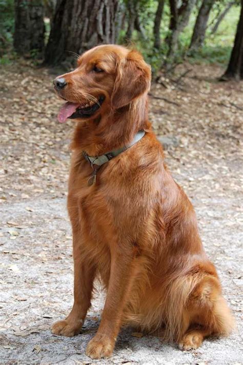 Long Haired Red Golden Retriever Troy Long