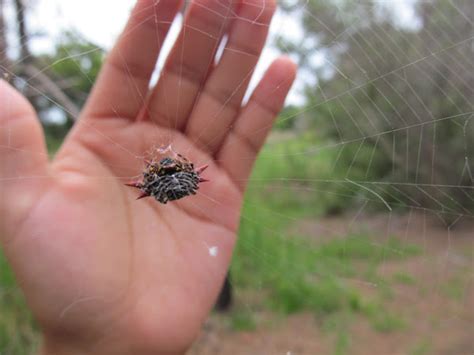 Crab Like Spiny Orb Weaver Project Noah