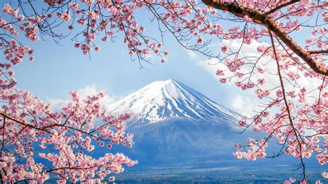 Fujisan Sakura - Bing Wallpaper Download