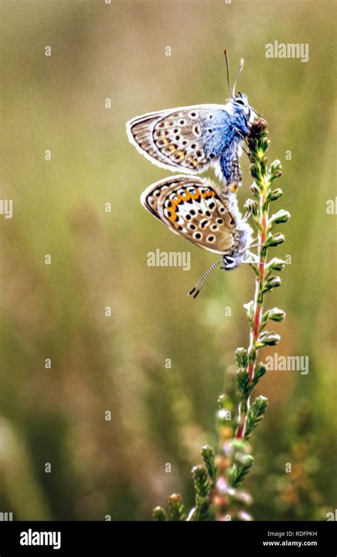 Mating Pair Of Butterflies Hi Res Stock Photography And Images Alamy