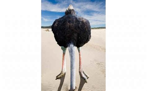 Dont Be An Ostrich