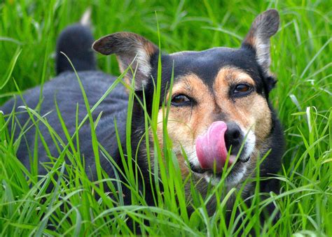 Dogs Are Trying To Tell Us Something Important When They Lick Their Mouths