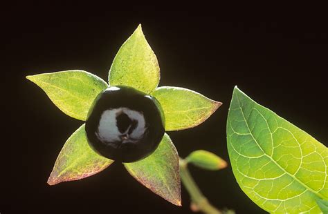 Is Deadly Nightshade Really Deadly Misnomers Of The Botanical World
