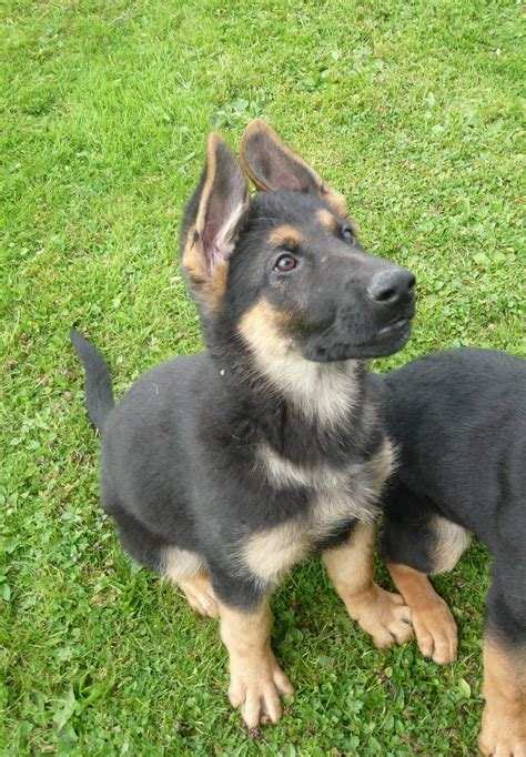 Adorable German Shepherd Puppies For Adoption Wallpaper Dog Breeders