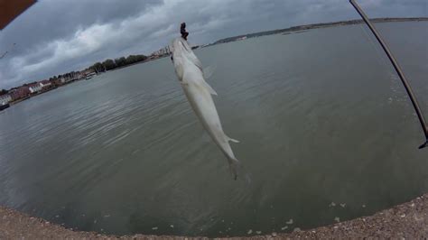 Sea bass fishing in Medway river, Gillingham - YouTube