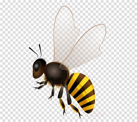 Honey Bee Png Clipart Western Honey Bee Insect Bee Stock 900x800