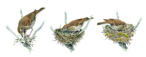 Bird Nest Facts How Why And Where Birds Make Nests Discover Wildlife