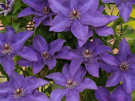 Class 2 varieties begin to bloom in early summer on the previous year's growth. Powojnik , Clematis "The President" - sklep internetowy ...