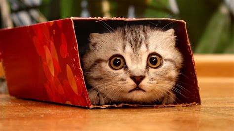 The most common release is 5.0.4, with over 98% of all installations currently using this version. The reason why cats like boxes so much