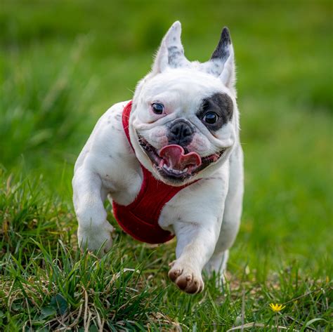 Französische Bulldogge Foto & Bild | tiere, haustiere, hunde Bilder auf ...