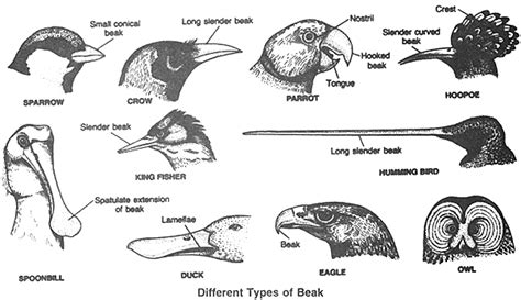 Types Of Beaks Bird Beaks Bird Bird Beaks Activity