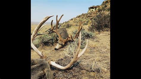 Unbelievable Wy Mule Deer Double September 2020 Youtube