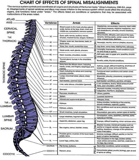 Spinal Nerve Chart My Favorite Chiropractic Spine Health