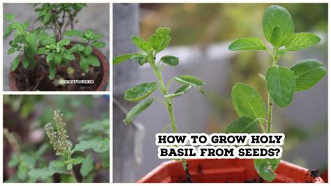How To Grow Holy Basil From Seeds Sakthivel Gardening Youtube
