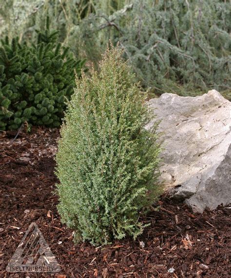 Juniperus Communis Miniature Dwarf Common Juniper Fairy Garden