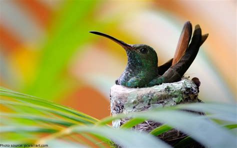 Interesting Facts About Hummingbirds Just Fun Facts