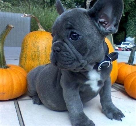 Because of its tenacity, the bulldog is a symbol of the united kingdom and is a popular mascot for professional sports teams, universities, secondary schools, military institutions, and other organizations. mbnhg Mini French bulldog pups | French bulldog puppies ...