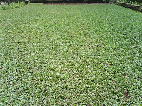 RUMPUT GAJAH MINI : JUAL TANAMAN HIAS, JUAL DESAIN LANDSCAPE, JUAL