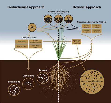 Harnessing Soil Microorganisms For Sustainable Agriculture Sample