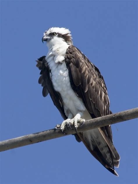 Osprey, or sea hawk, or fish eagle, or fish hawk (pandion haliaetus